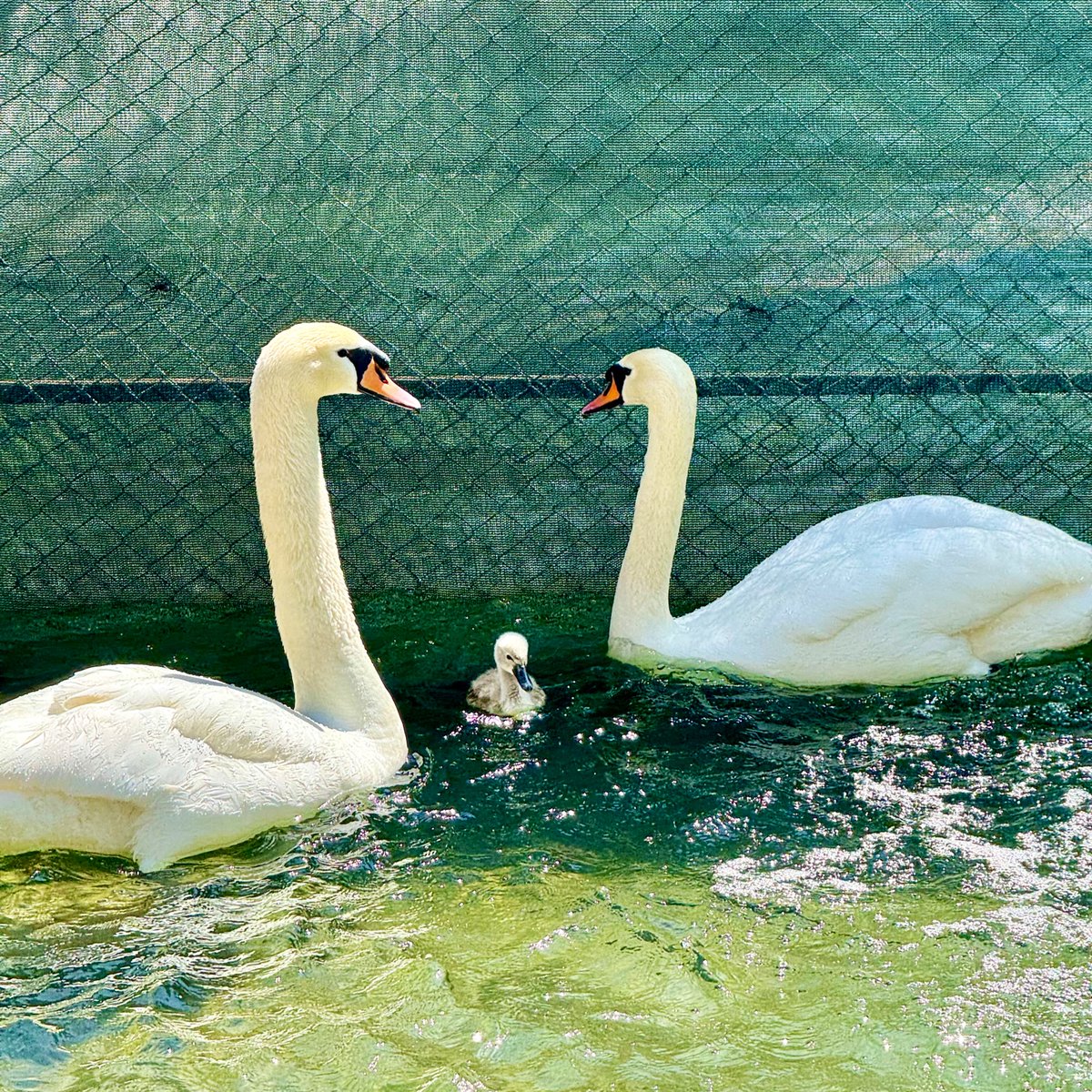 Çankaya Belediyesi tweet media