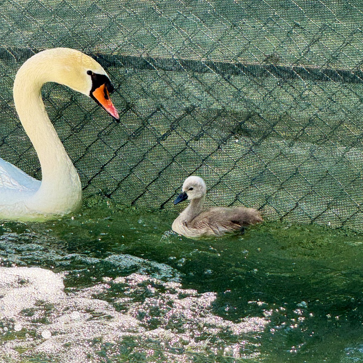 Çankaya Belediyesi tweet media