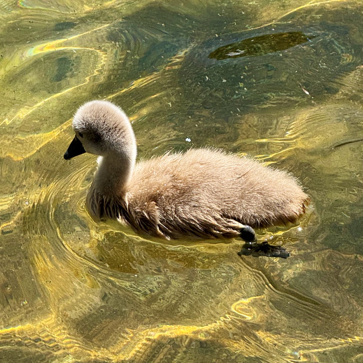 Kuğulupark ailesi büyüyor🦢

15 yıl aradan sonra ilk kez, beyaz bir kuğu yavrusu dünyaya geldi!
Aramıza hoş geldin minik kuğu! 🤗

Minik kuğumuz için isim önerilerinizi yoruma bekliyoruz.
#Kuğulupark