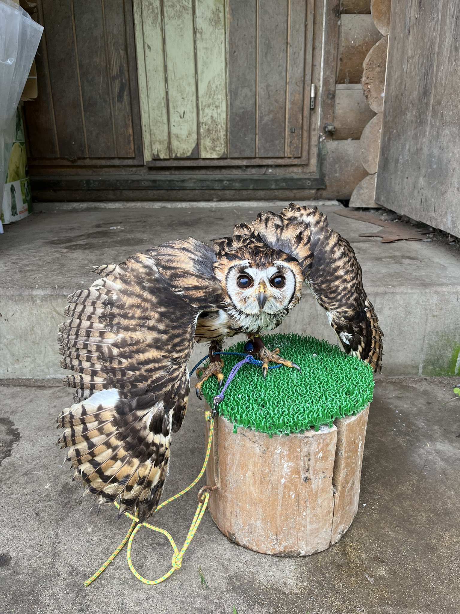 梟様 リクエスト 2点 まとめ商品 ふくろう様 リクエスト 2点 まとめ商品