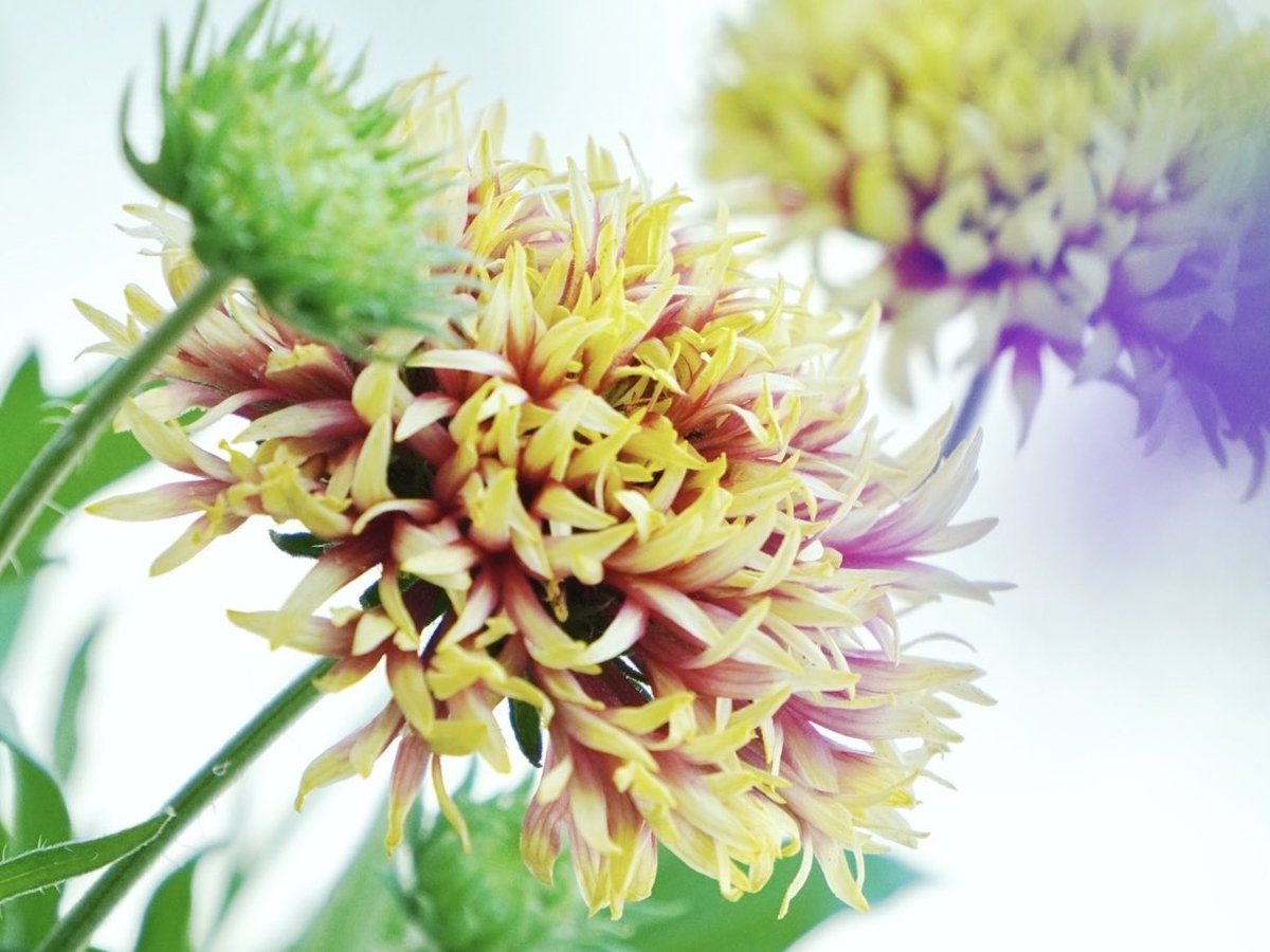 ガイラルディア（ガリア）の
コーラルスパーク