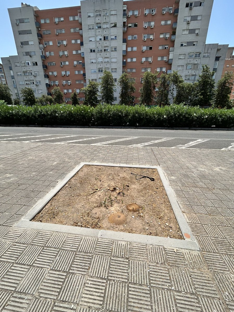 Se abre un alcorque, se planta un árbol, se cuida e invierte agua, el ejemplar crece sano, de repente se tala sin motivo ni justificación…<a href="/eveliarincon/">Evelia Rincón</a> <a href="/jdelarosa100/">Juan de la Rosa</a> <a href="/Ayto_Sevilla/">Ayuntamiento de Sevilla</a> <a href="/Dto_Norte/">Distrito Norte (Sevilla)</a>