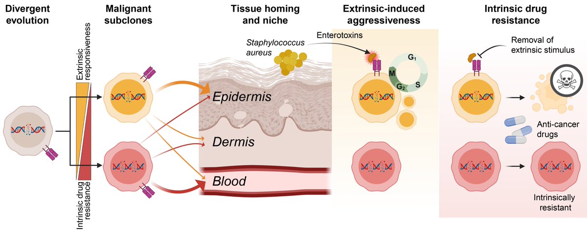 Can a cancer exploit its environment and still resist treatment?
Yes, through co-existing malignant subclones!

Let me walk you through our latest study on how divergent evolution drives aggressiveness, and drug resistance of T cell cancer. 1/🧵

doi.org/10.1158/2159-8…