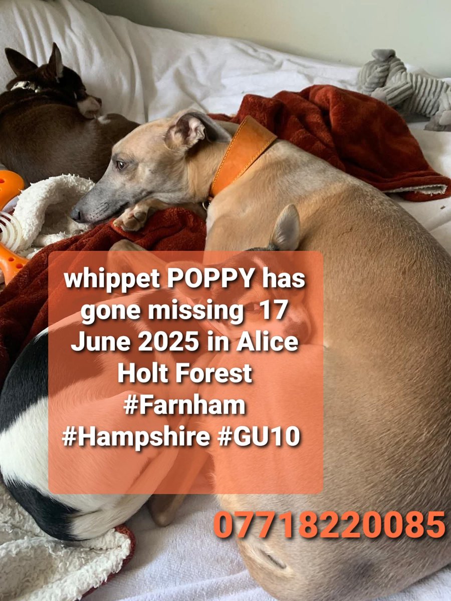 🐕 #whippet POPPY has gone missing yesterday morning 17 June 2025 in Alice Holt Forest #Farnham #Hampshire #GU10 
She is timid- do not try to catch if seen! Please just report. Poppy is chipped.