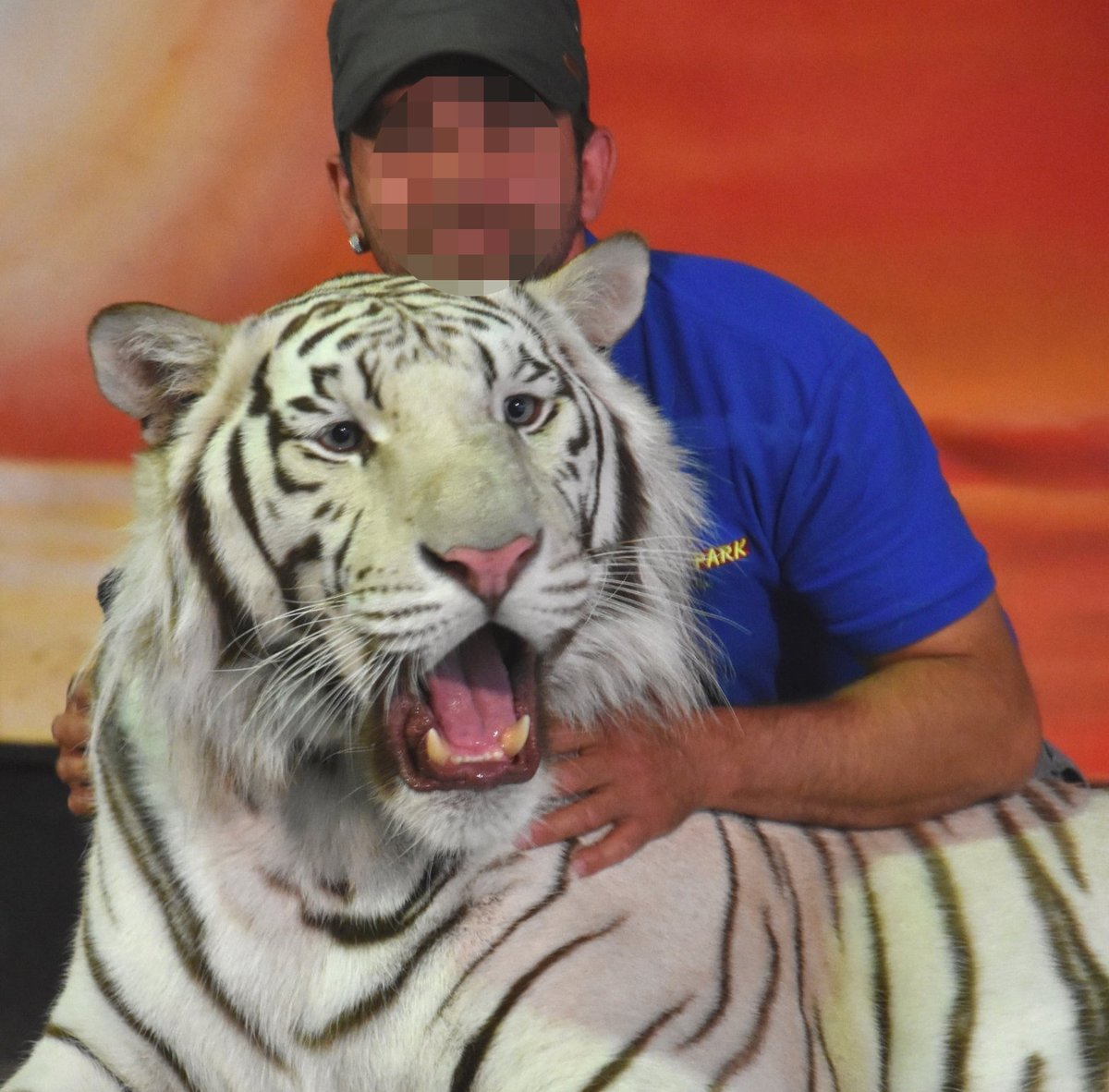 AAP_Europe's tweet image. #Rescue operation! Two #tigers were brought to our rescue centre in Spain. The animals were used for years for all kinds of entertainment at Filmtierpark Eschede in Germany: bit.ly/45xkA3m