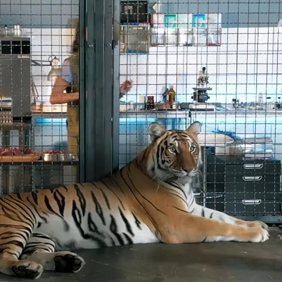 AAP_Europe's tweet image. #Rescue operation! Two #tigers were brought to our rescue centre in Spain. The animals were used for years for all kinds of entertainment at Filmtierpark Eschede in Germany: bit.ly/45xkA3m