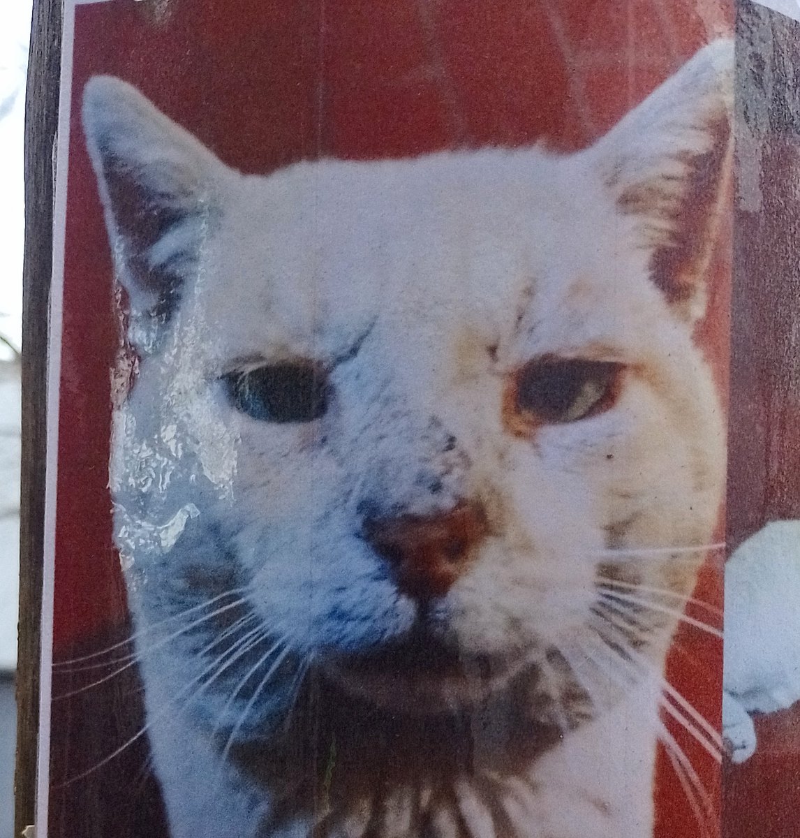 El era un chad que se fajaba en la calle, quizás el nombre adoptivo fue demasiada vergüenza