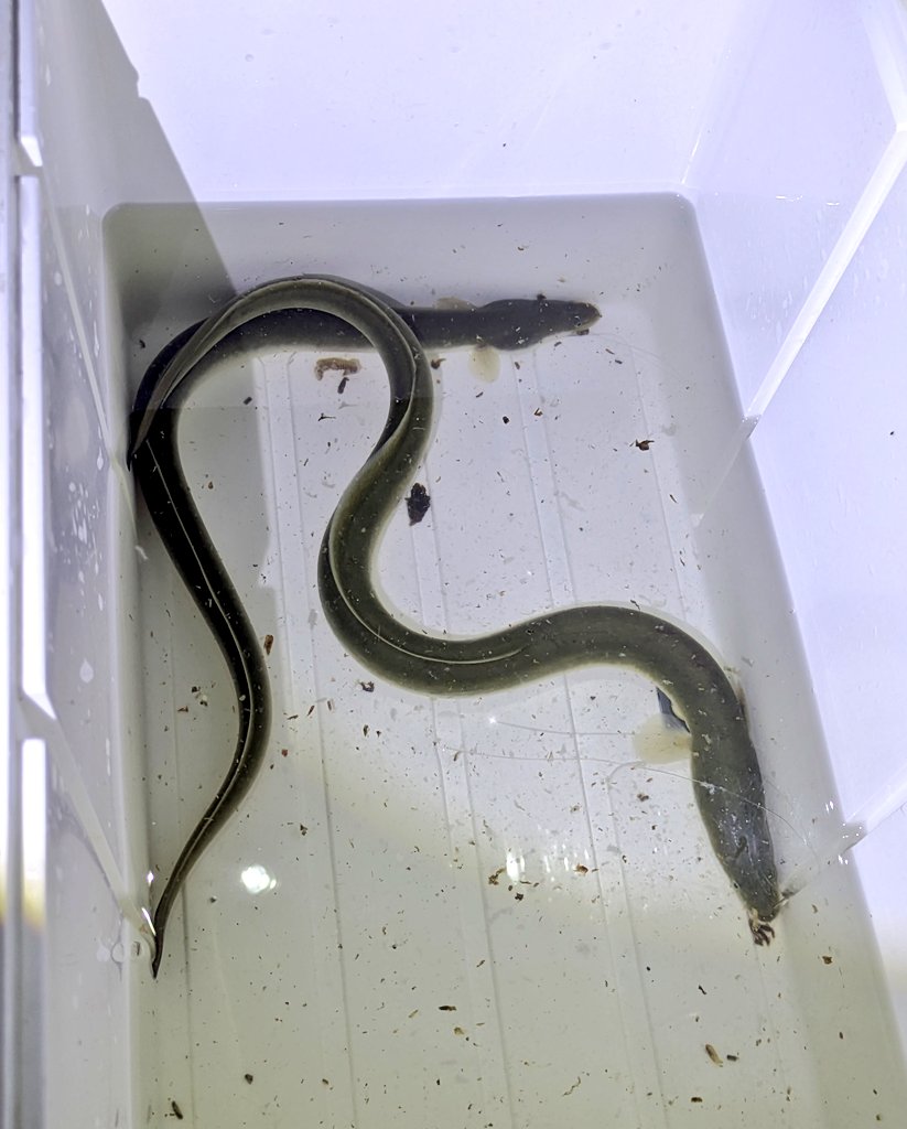 昆虫ブリーダーから漁師になりかけてる方と夜釣り