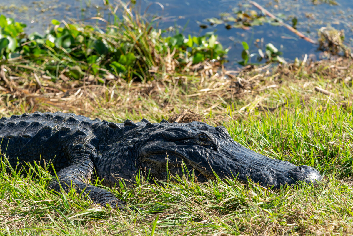 🌞 OPEN TODAY for Juneteenth! 🇺🇸

🛣️ Enjoy 11 miles of scenic, wildlife-packed roads 🦅🐊 for FREE just 25 minutes outside of Orlando!

📍2850 Lust Rd, Apopka, FL 32703

🕛 Open for vehicular traffic between 7 a.m. and 3 p.m.

#Juneteenth #LakeApopka #FreeOutdoorFun