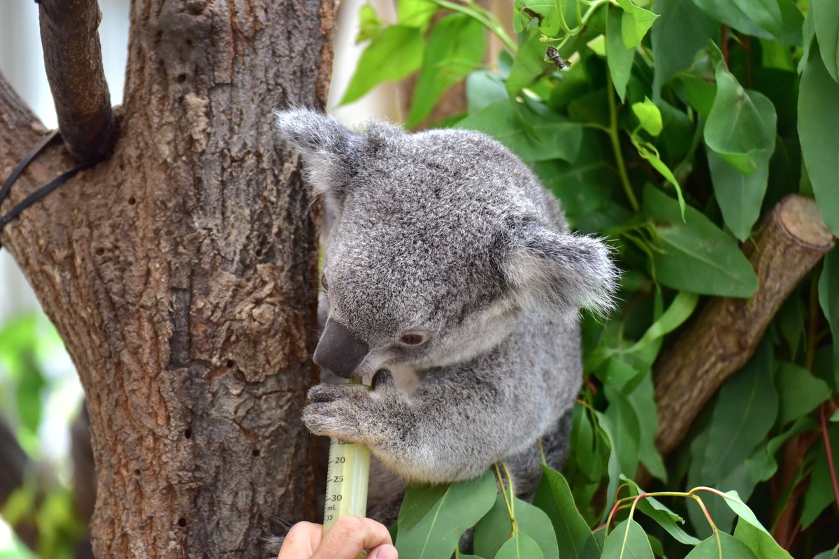 yasijun🐨🐨🐨コアラーイラストレーター on X: 