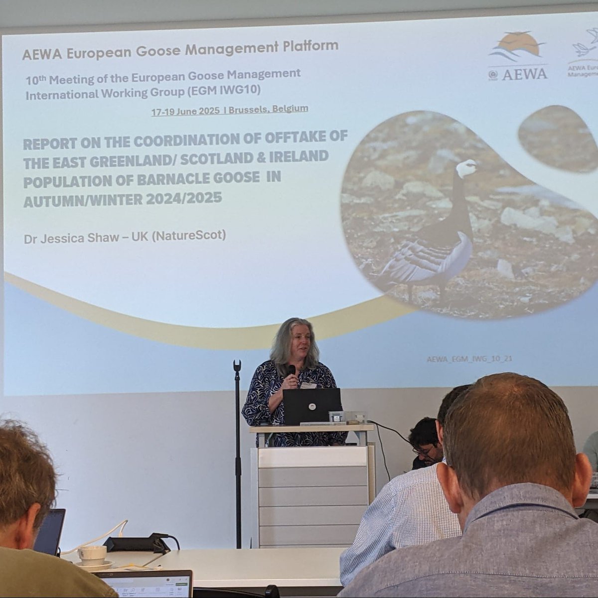 NatureScot's tweet image. NatureScot’s Dr Jess Shaw is currently attending the @AEWA_EGMP International Working Group meeting in Brussels. As part of the UK delegation, we’re working with states that host several of the goose populations that winter in Scotland, to ensure they are sustainably managed.🪶
