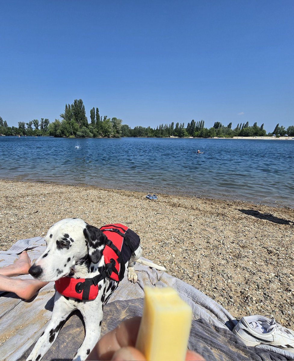 HerrSchroedi's tweet photo. Ich bin jetzt Mitglied der Wasserrettungseinheit Baybark 911 und zeige Papa, in welcher Richtung sich das rettende Ufer befindet. Zur Belohnung gab es Käse. Und Pommelz.😎💪 https://t.co/gjwJFZCjmL