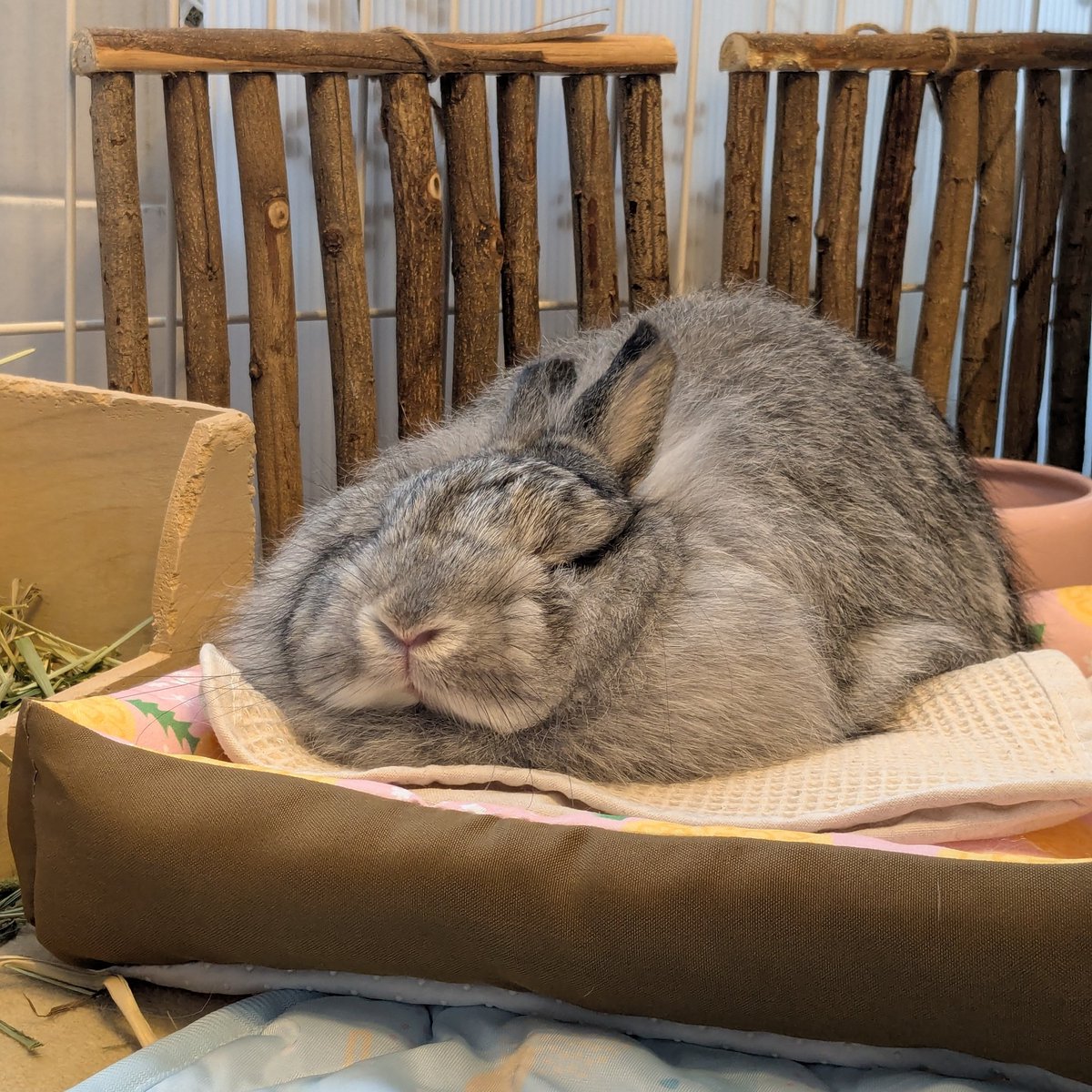 なんというかこの……なにこれ。