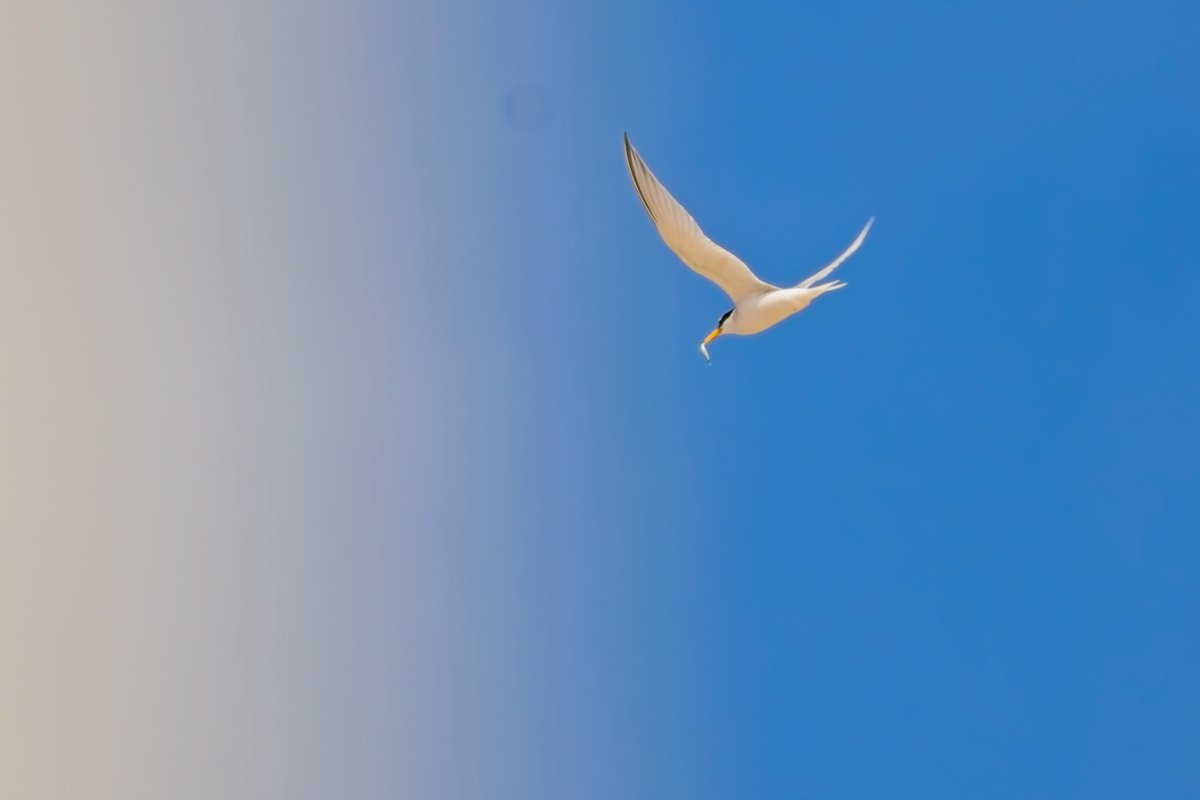 sh4rpy (@sh4rpy) on Twitter photo Little Tern at Seaton Carew yesterday afternoon (18/06/2025) with <a href="/GBirding/">Gunner-B-Birding</a> and <a href="/JamesReader69/">James Reader🏴🐝🎸</a> Little Tern at Seaton Carew yesterday afternoon (18/06/2025) with <a href="/GBirding/">Gunner-B-Birding</a> and <a href="/JamesReader69/">James Reader🏴🐝🎸</a>