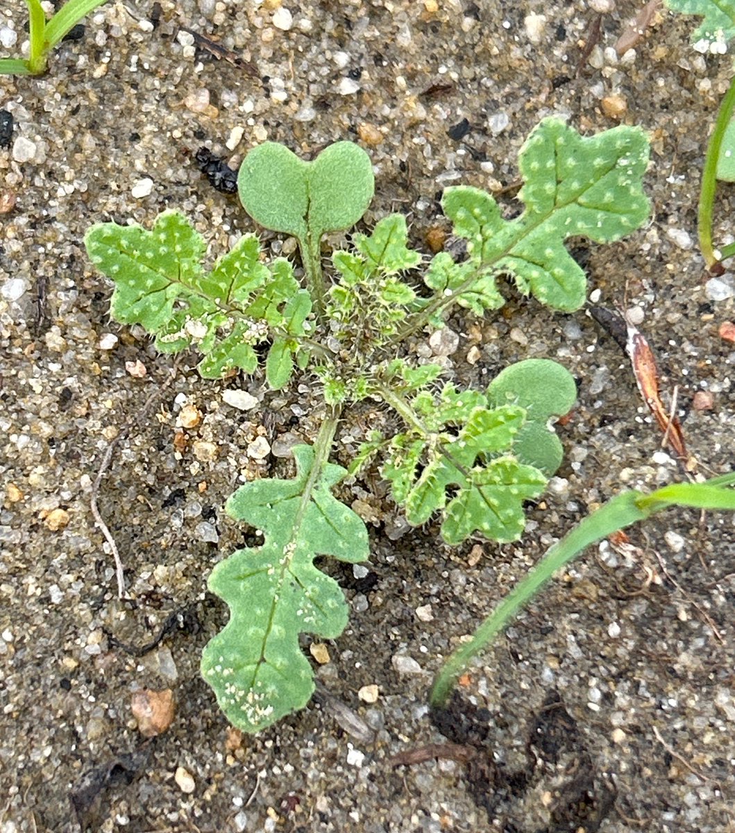 #weedIDwednesday 

Solution at page 124 of the GRDC Ute guide. 😉