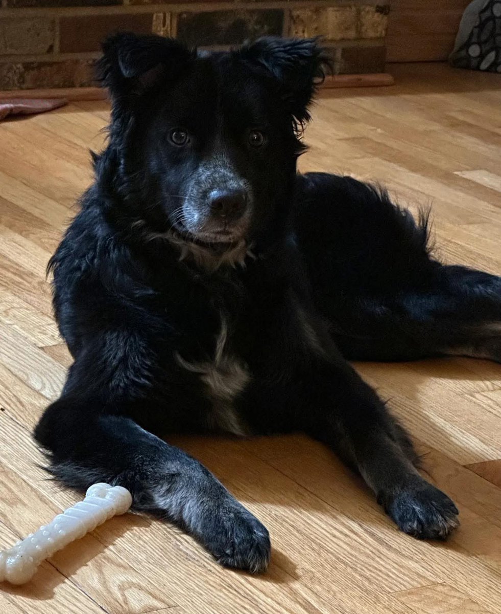 OPH_Rescue's tweet image. OREO NEEDS YOUR VOTE: m.cmpgn.page/KxmxR?sre=NmpQ…

She has Megaesophagus or ME.  While she is doing well now, dogs with ME can develop aspiration pneumonia due to the constant spitting up.  As a result of the pneumonia, she has scarring on her lungs already. Vote now! 🩷