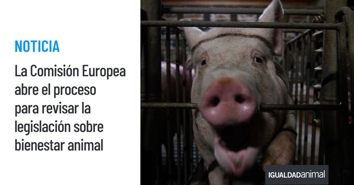 Igualdad Animal tweet media