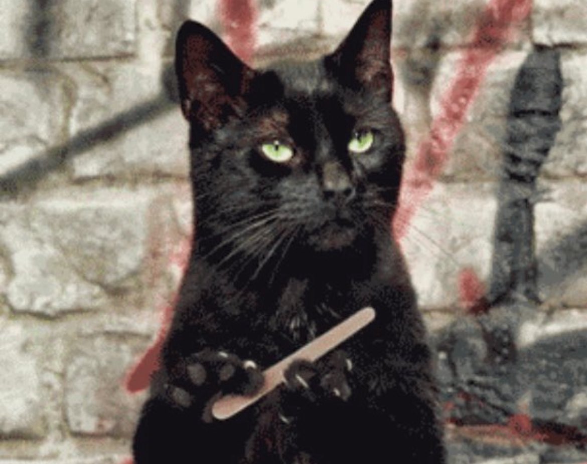 rglopez's tweet image. Which of these cats is more interesting? Uhmmmm, I have an idea!
@Hosico_on_sol @allstarsVEN #hosico 
#blockchain