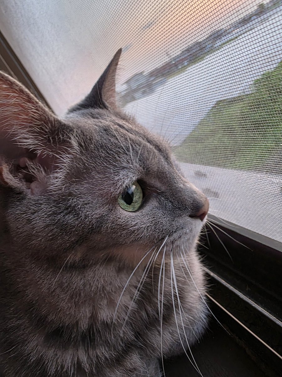 マイメンイケ猫過ぎて怖あァ
 #猫   #ねこかわいいね   #ねこのいる幸せ