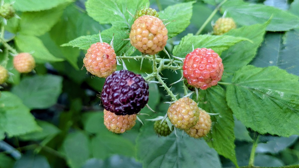 _jim's tweet image. First blackberry of the season!