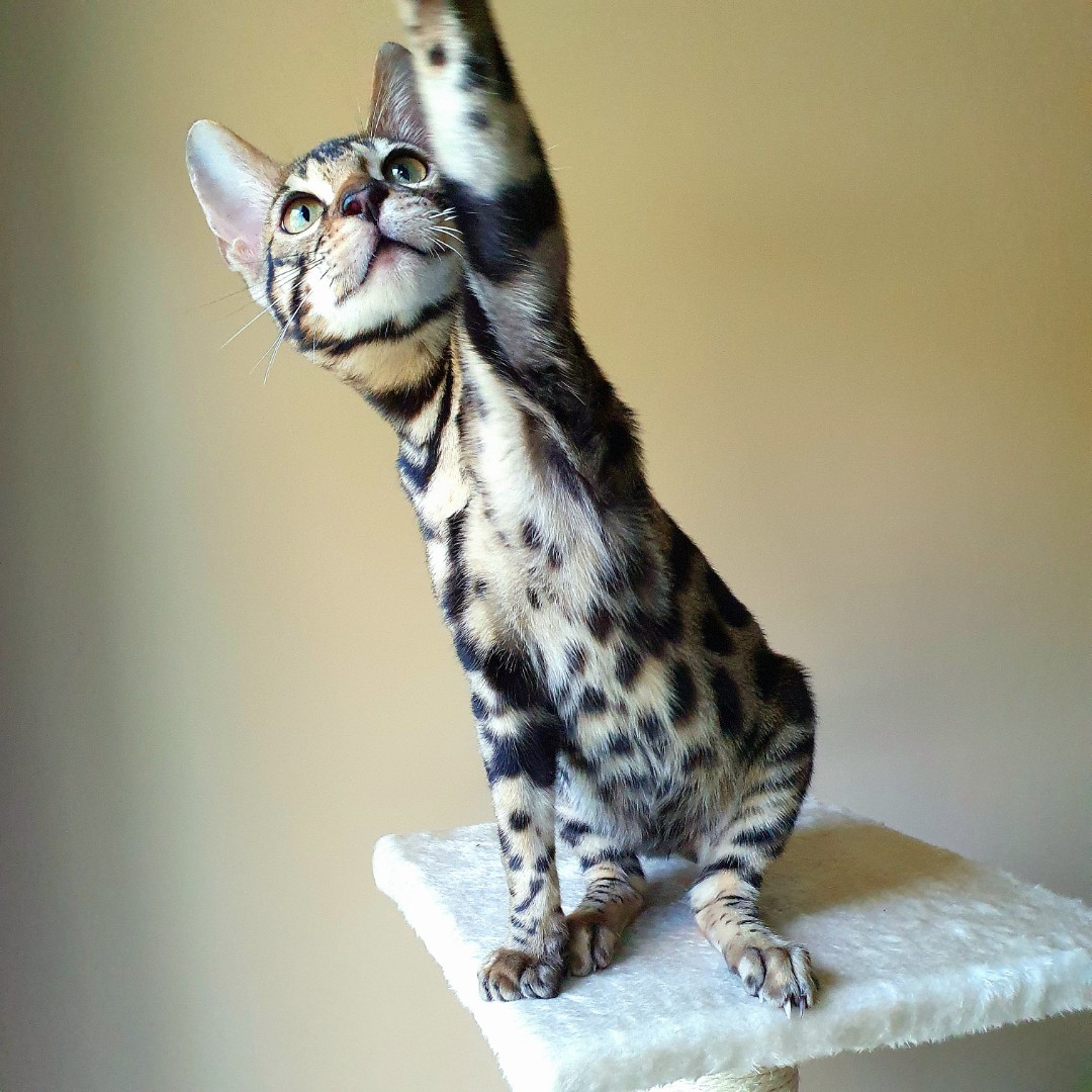 Current List of Relentless Stocks....

These stocks are market leaders by price. Climbing up week after week respecting the MA10 MA20 MA50 all the way.....