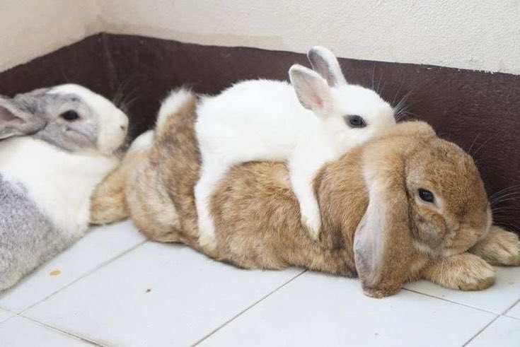 Bunnies (@bunnies) on Twitter photo 