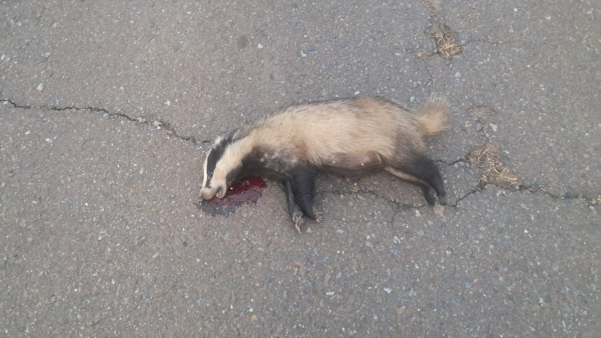 PN_Cornalvo's tweet image. ¡Precaución en la carretera de acceso al @PN_Cornalvo!⚠️ 
¡No nos cansamos de decirlo! La estrechez de la carretera y la presencia de animales silvestres, hacen que sea fundamental extremar precauciones al volante por la seguridad de todos.🙏

#Tejón encontrado esta mañana😔