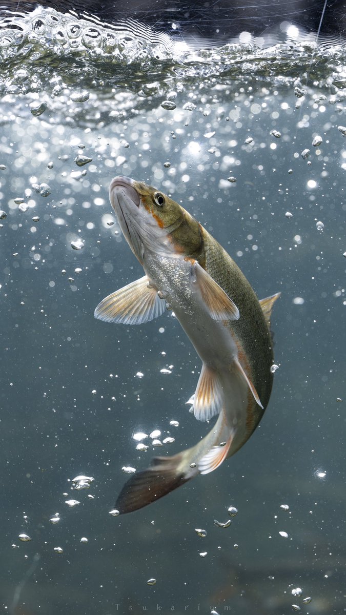 #水族館で魚を撮ろう