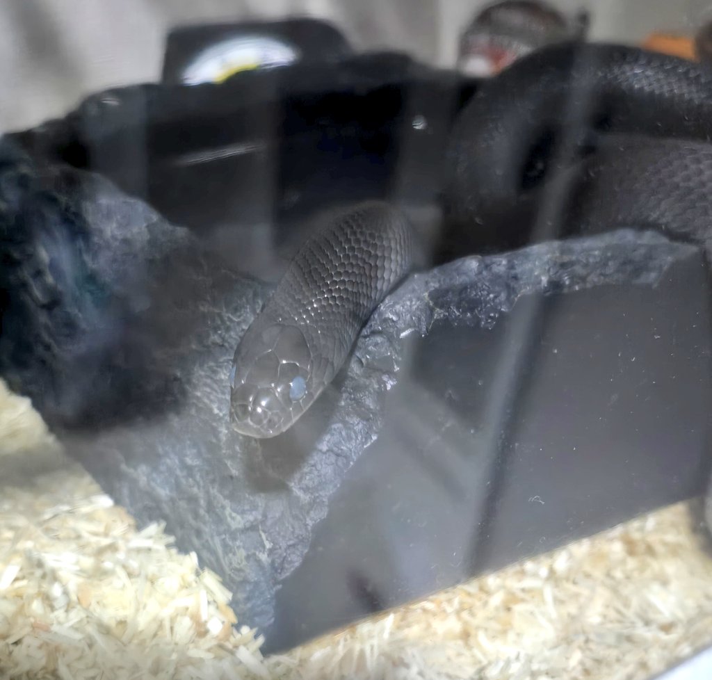 めるり tweet media