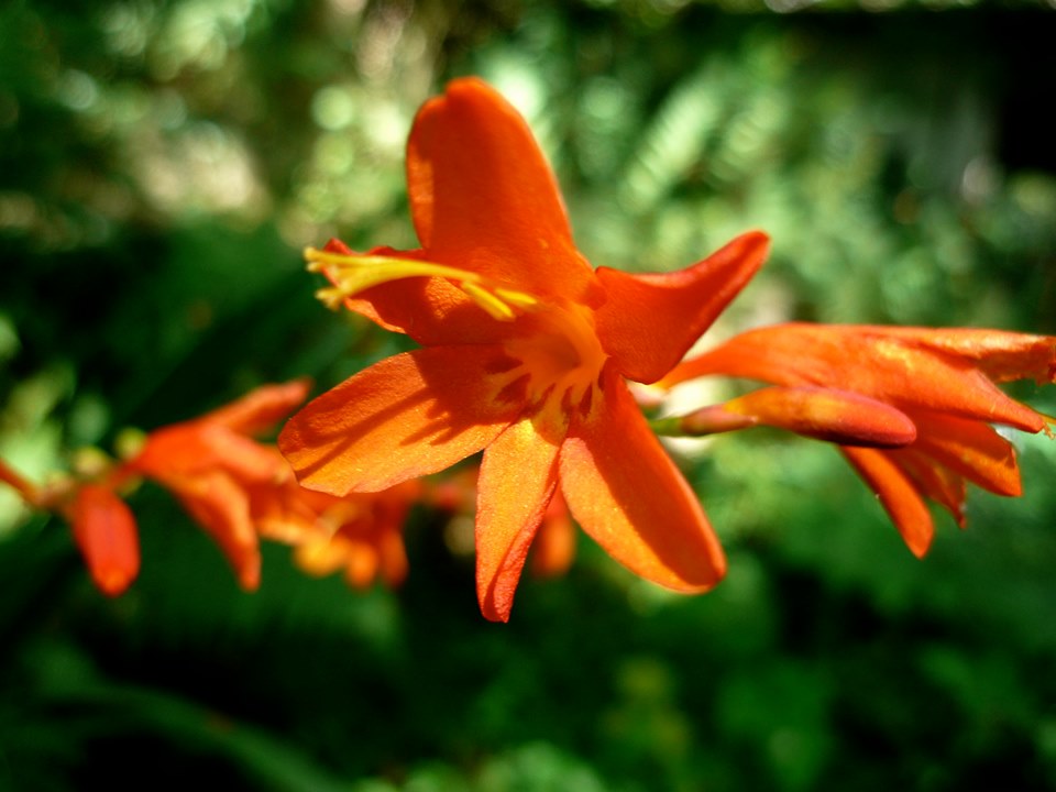 MiraSound (@montecrossa) on Twitter photo #Photo by #Mirakali Orange flower <a href="/yzcyzf/">性格色覚W異常フニクラ@CFS&無呼吸&HSP</a> <a href="/KeiraNightly2/">Keira Nightly</a> <a href="/iliana_uribe/">Iliana Uribe García</a> #photography #photographer #Mirapuri #NaturePhotography #flower #flowerphotography #TwitterNatureCommunity #nature #outdoors Mirakali.net #Photo by #Mirakali Orange flower <a href="/yzcyzf/">性格色覚W異常フニクラ@CFS&無呼吸&HSP</a> <a href="/KeiraNightly2/">Keira Nightly</a> <a href="/iliana_uribe/">Iliana Uribe García</a> #photography #photographer #Mirapuri #NaturePhotography #flower #flowerphotography #TwitterNatureCommunity #nature #outdoors Mirakali.net