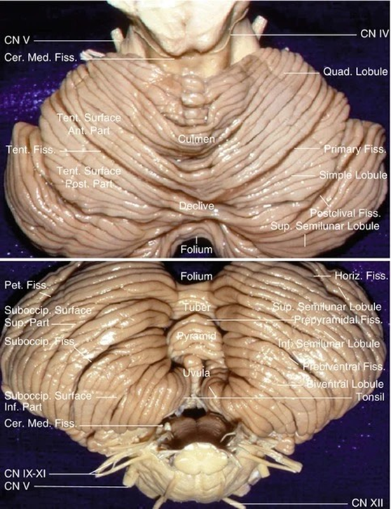 CEREBELO Y DOLOR 

El cerebelo, tradicionalmente asociado con el control motor, también juega un papel crucial en la percepción del dolor.

La percepción del dolor es una experiencia compleja influenciada por factores sensoriales, emocionales y cognitivos.

🧵