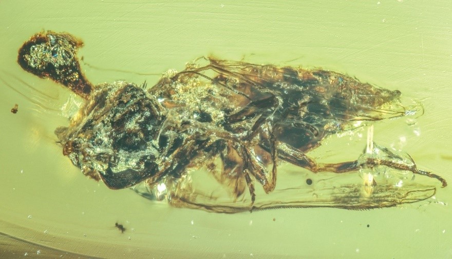 🧟‍♂️ 99-million-year-old zombie fungi found in amber!
Scientists discovered ancient parasitic fungi bursting from insect hosts in stunning fossil detail. Nature's horror stories go way back.

🔗 wildlife-watchers.com/zombie-fungus-…

#ZombieFungus #Fossils #WildlifeWatchers

📸 NIGPAS