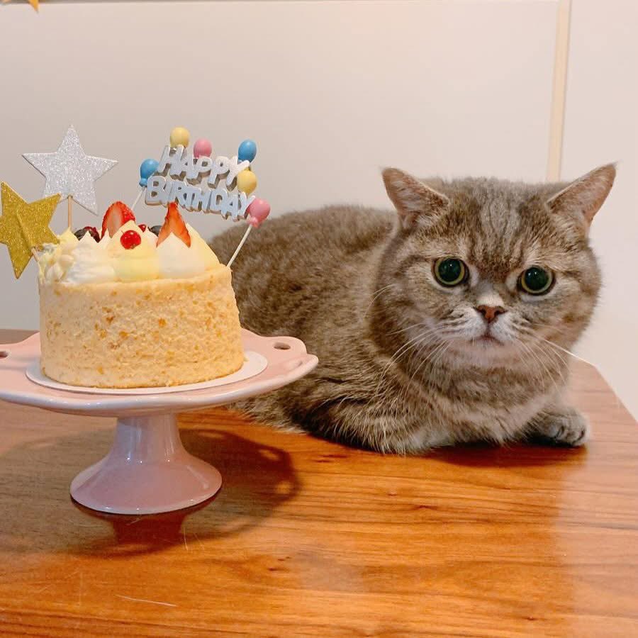 i_am_littlemilo's tweet photo. ฅ(՞⸝⸝ʚ̴̶̷̷ · ʚ̴̶̷̷⸝⸝ ՞)ฅ♡⃛長女のL⃣i⃣t⃣t⃣l⃣e⃣十三歳のお誕生日おめでとう 💓 祝いをしましょヘルス君も🐾 𝟷𝟿𝚝𝚑 𝙹𝚞𝚗𝚎 
#LittleMilo #littlemilo #munchkin #munchkincat #neko #マンチカン #マンチカン短 #小短腿 #短腿貓 #短腳貓 #短足猫 #矮腳貓 #曼基貓 #ルクルーゼ https://t.co/vbArhXMMLs