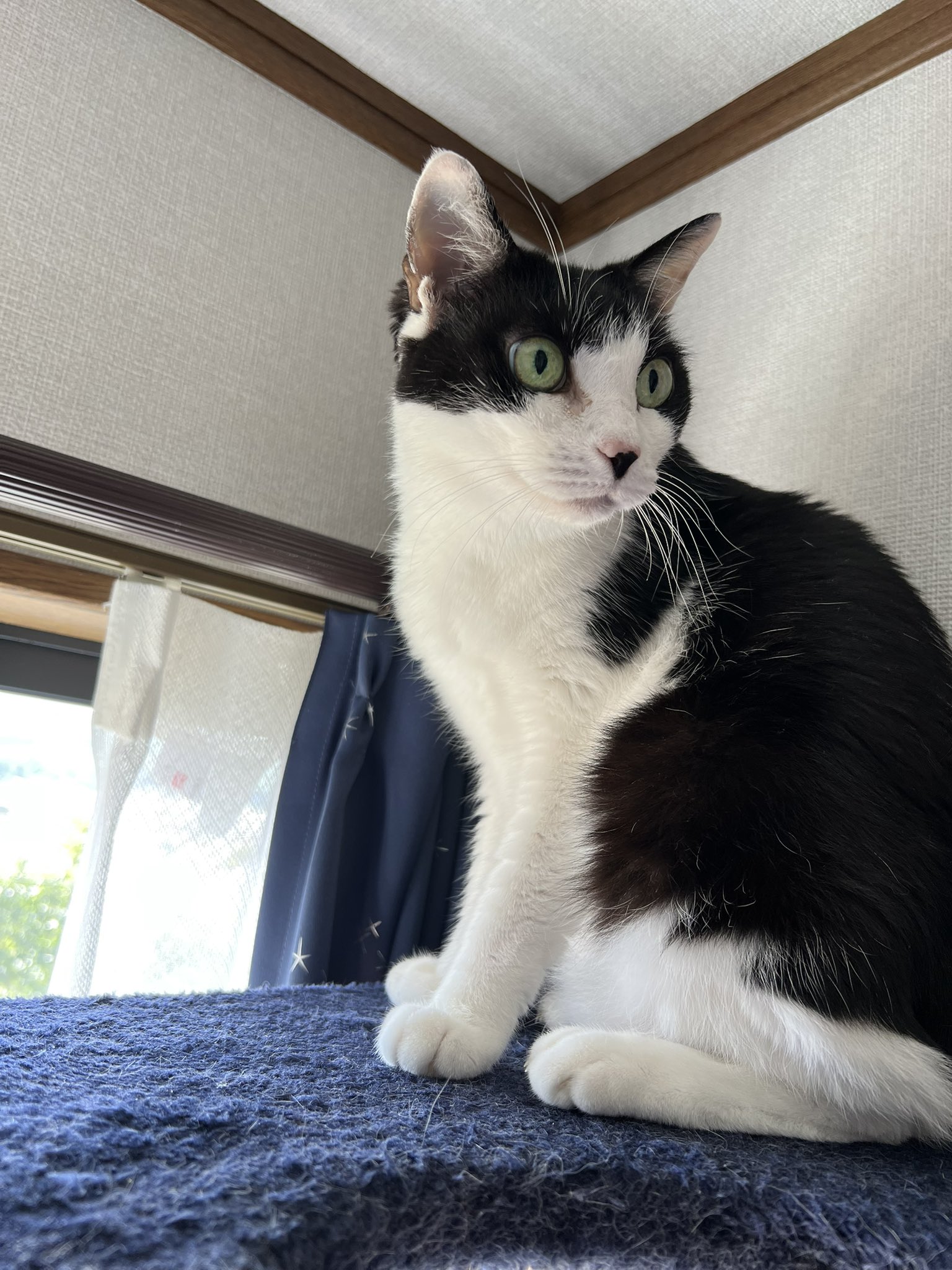 MEGA CAT PROJECT Attack on Titan Nyanko Survey Corps Group