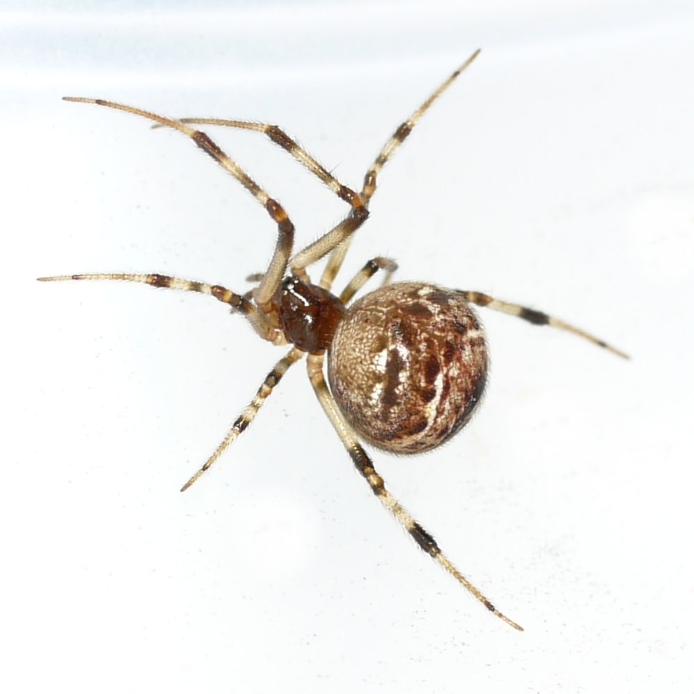 Richard Behringer (@rrbehringer) on Twitter photo Parasteatoda tepidariorum, common house spider is a fascinating model system to study embryonic patterning, presented by Yasuko Akiyama-Oda at 20th Intl Congress Dev Biol. <a href="/SocDevBio/">Society for Developmental Biology</a> Parasteatoda tepidariorum, common house spider is a fascinating model system to study embryonic patterning, presented by Yasuko Akiyama-Oda at 20th Intl Congress Dev Biol. <a href="/SocDevBio/">Society for Developmental Biology</a>