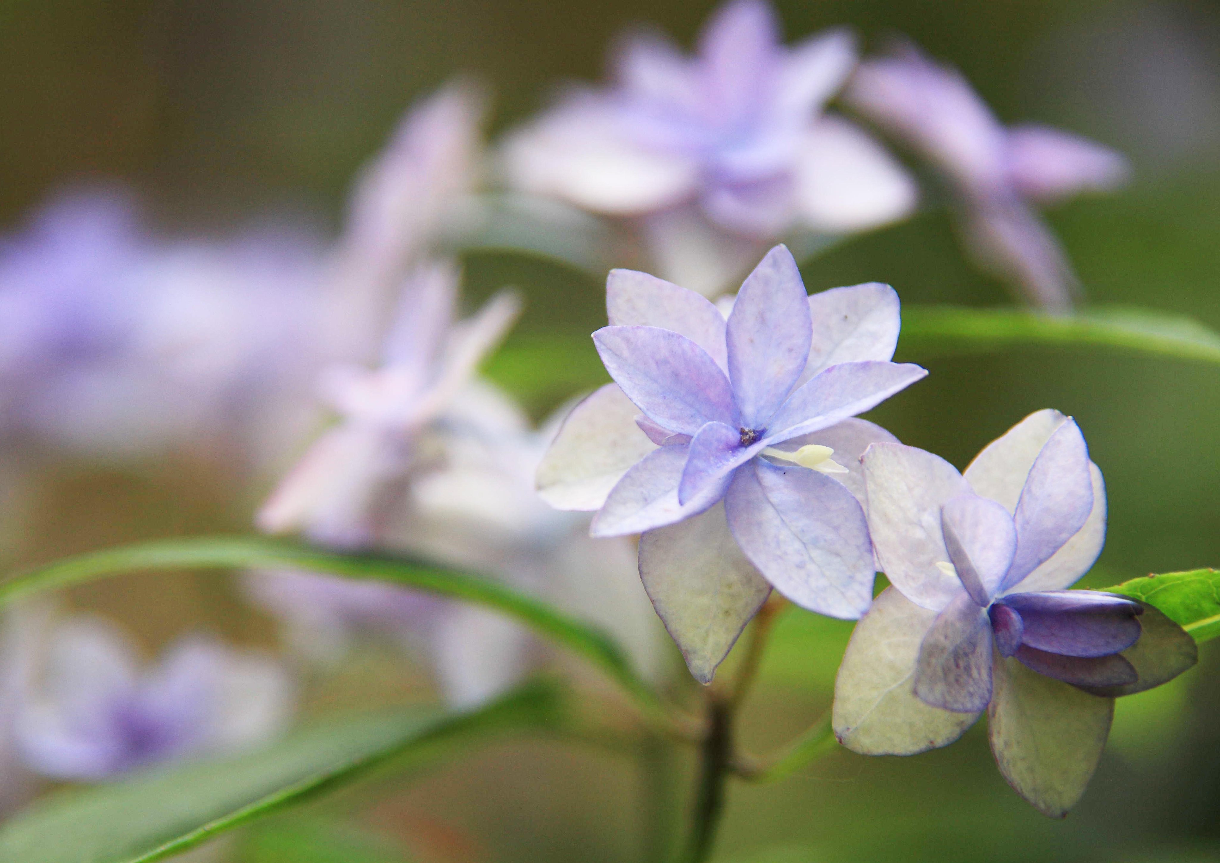 Spring@ロックの人2.0 on X: 