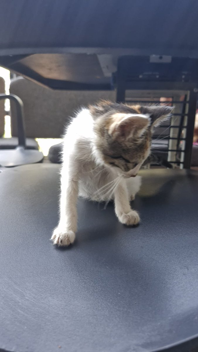 LUTFEN PAYLASIR MISINIZ 🥹🥹
bu bebege yuva ariyoruz!!!!

kendisi IZMIR ekonomi universitesine burslu girmis 4dil biliyor cok zeki ve iyi biri simdilik kantinde takiliyomus evinizde onun icin minicik bi yer var mi?? 
birkac gun veterinerde ishal tedavisi gordu hala tam anlamiyla