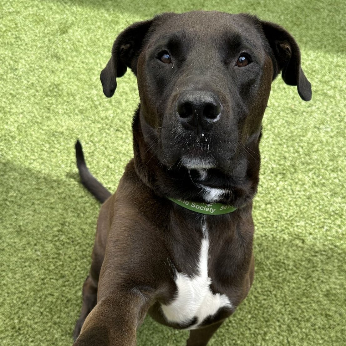 This handsome, fun guy is Scooby &amp; he's this week's adoptable pet. He is one big, charming, sweet boy who'd make an excellent fur-ever companion. Meet him <a href="/GreenhillHumane/">Greenhill Humane</a> today! ~ <a href="/ChaddAndKristi/">Chadd And Kristi Radio</a> #dogs 
👀🎥: bit.ly/4jUsyah
More info: bit.ly/449CPtm
