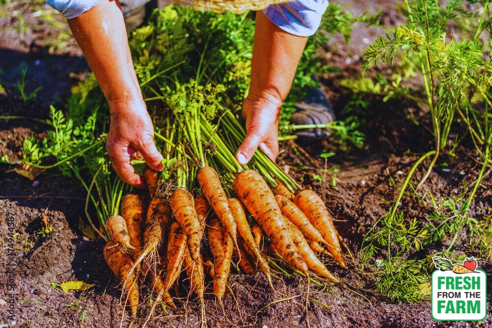 We’re excited to kick off another year – and this time, with a brand-new website!

It’s now easier than ever for schools to participate and help bring fresh, local Ontario fruits and vegetables to their communities.

👉 Visit freshfromfarm.ca to get started today!
