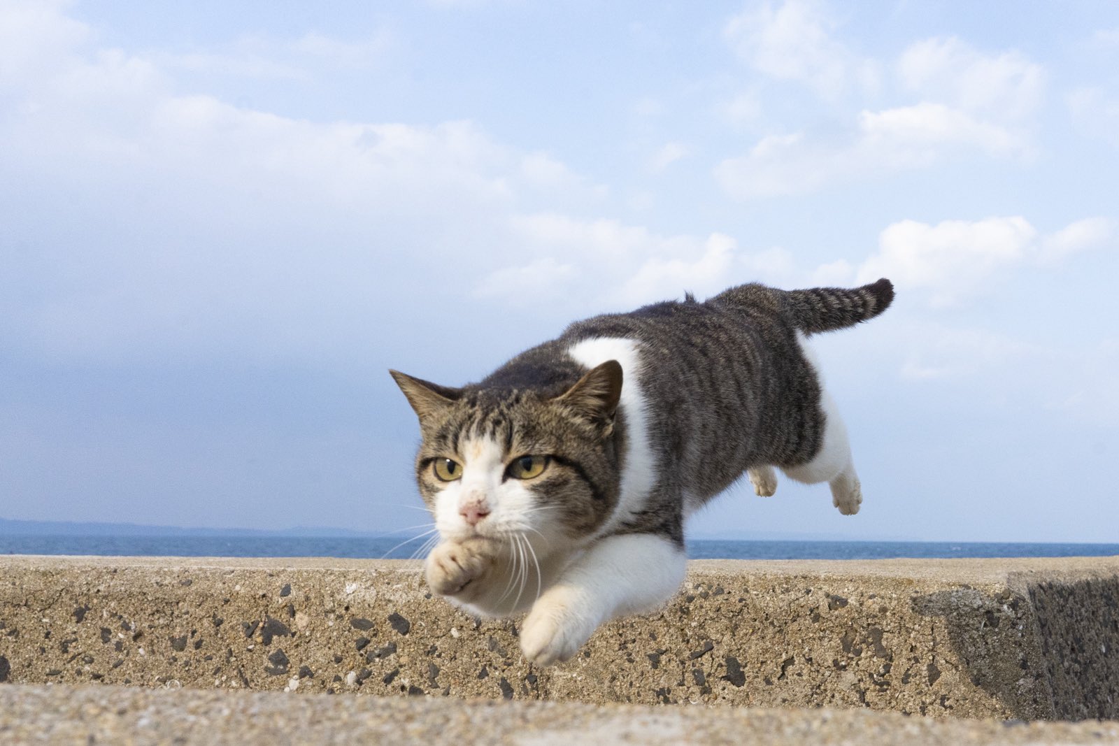 ⭐︎みゆう⭐︎のびねこ他⑤ こんばんは カイザーです！ . 今日は7.7.7 七夕さま