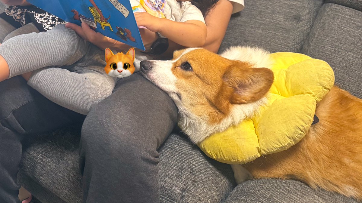 ダックスフンドの絵本読んで貰ってる