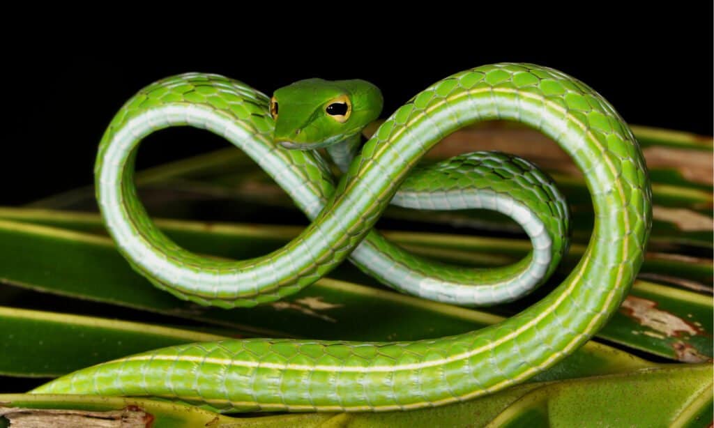 Caught this snake hanging outside my gaff yesterday, what do I do?