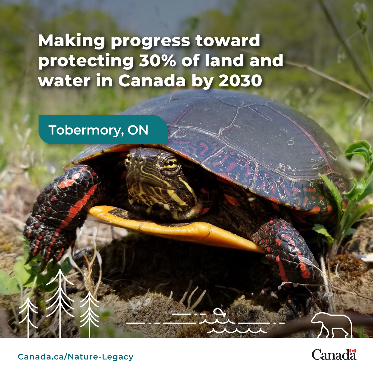 Environment Canada (@environmentca) on Twitter photo 1/2 🌿 Thanks to <a href="/NCC_CNC/">NatureConservancy.ca | Conservationdelanature.ca</a>, forests and shorelines in #Ontario will be protected — helping to reduce #GreenhouseGases while safeguarding #SpeciesAtRisk like the Midland Painted Turtle. 🐢💚
#GHG
Photo: Cameron Curran 1/2 🌿 Thanks to <a href="/NCC_CNC/">NatureConservancy.ca | Conservationdelanature.ca</a>, forests and shorelines in #Ontario will be protected — helping to reduce #GreenhouseGases while safeguarding #SpeciesAtRisk like the Midland Painted Turtle. 🐢💚
#GHG
Photo: Cameron Curran