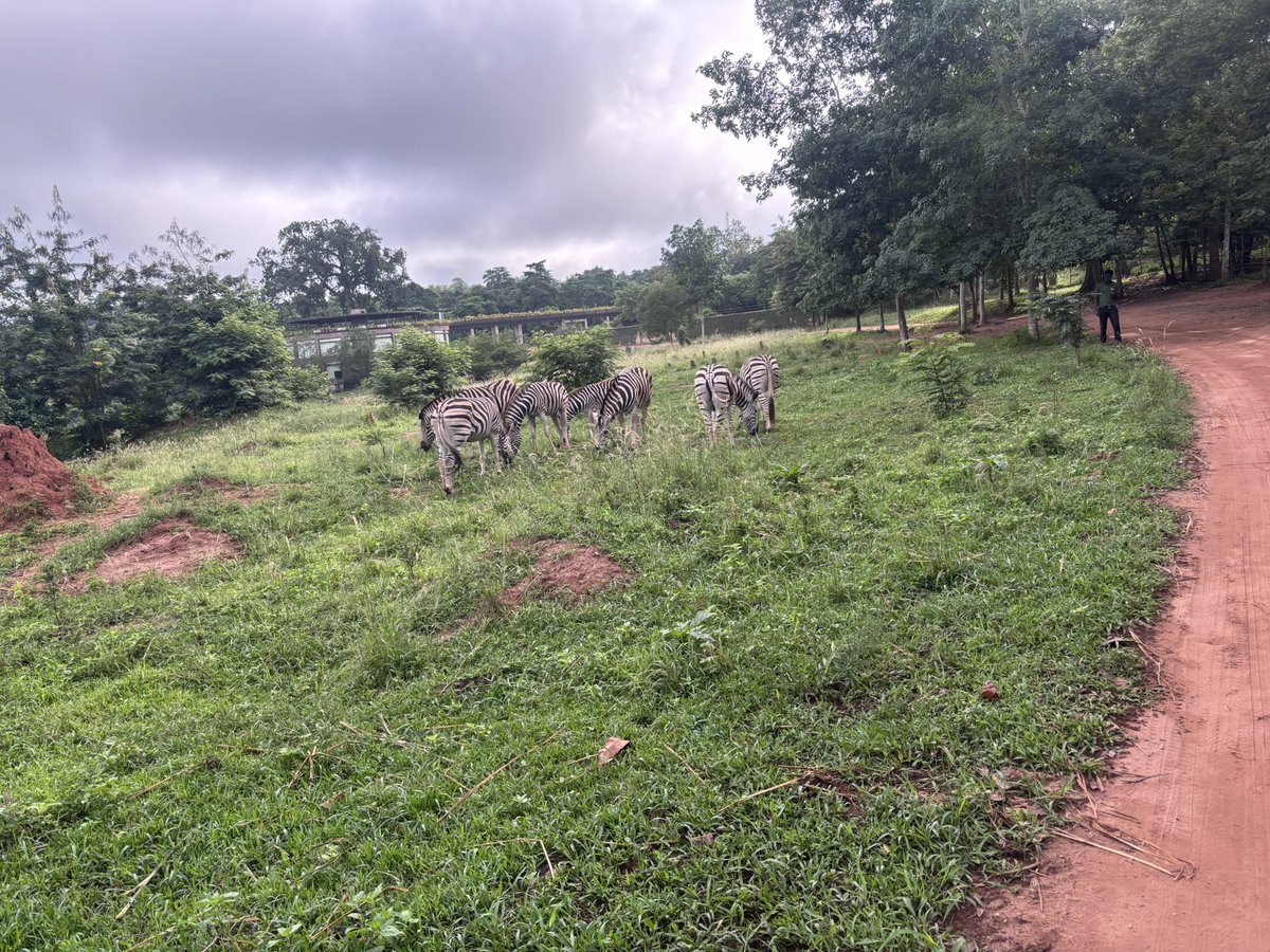 mmbubi's tweet photo. Great things happen when great minds unplug and connect.
Amazing time at Safari Valley catching up with colleagues — the perfect mix of focus, laughter, and fresh perspective. 🌿
#Collaboration #NatureAndNetworking #GhanaGetaway
@felixpraddox https://t.co/s54w9HV7bT