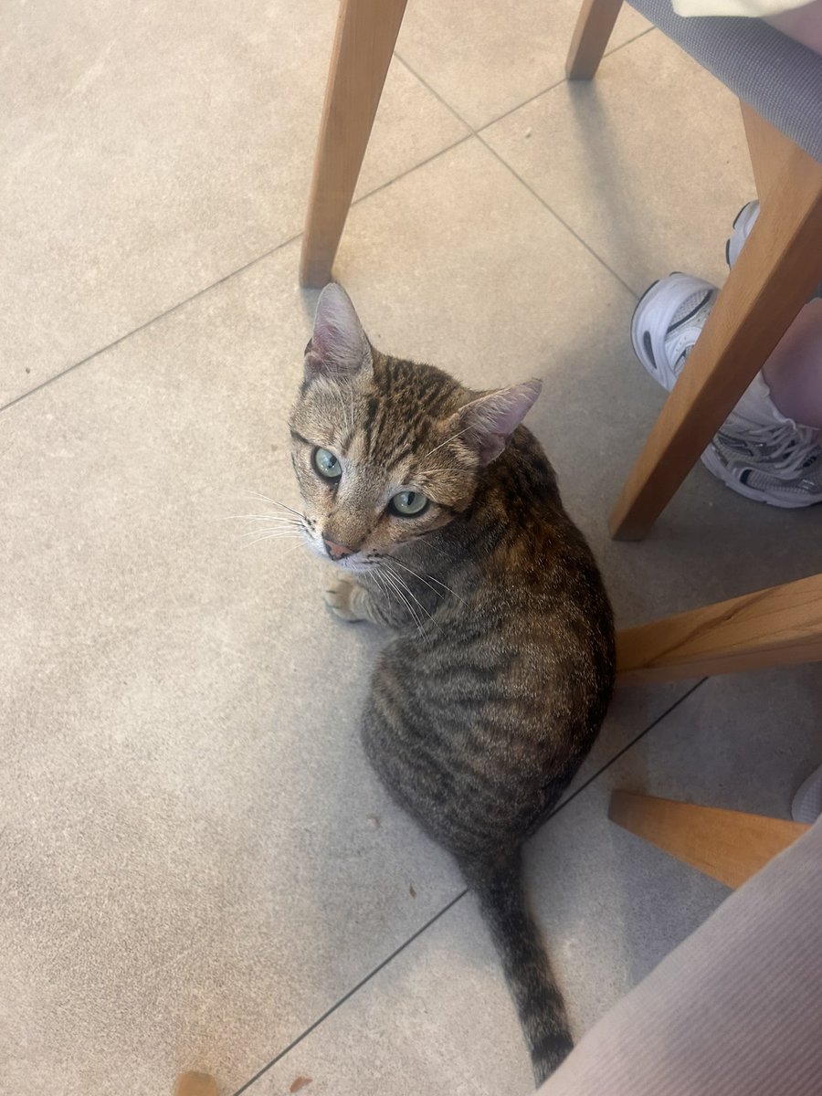 milllieees's tweet image. they have all you can eat gyros here I’m in heaven