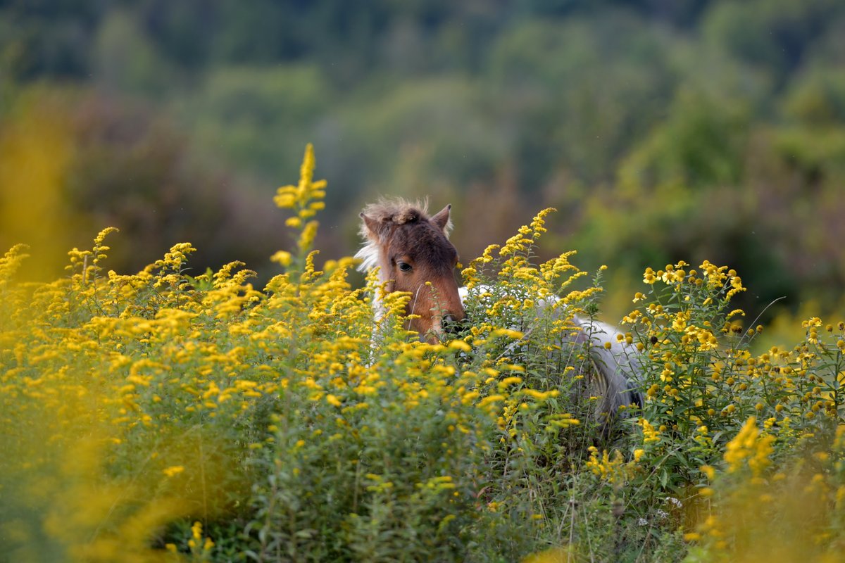 Greetings from Grayson Highlands! 

Have you spotted one of these famous residents?

#GraysonHighlands #SWVA #WildPonies #SouthwestVirginia #VirginiaOutdoors #MountainMagic

📸 Grayson Highlands State Park