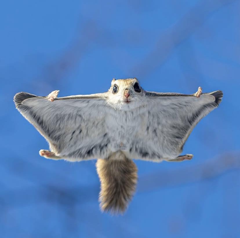 ECrowens's tweet image. #flyingsquirrel #squirrel #squirrelthoughts #rockyandbullwinkle #squirrelmemes #squirrelmeme