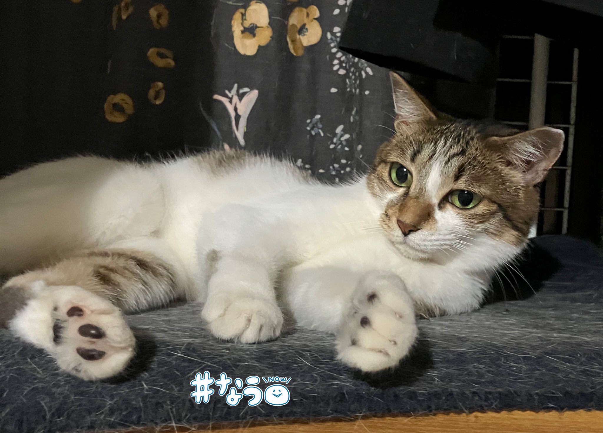 CRUISE】宇宙船付き 4段 木製キャットタワー クルーズ【獣医師