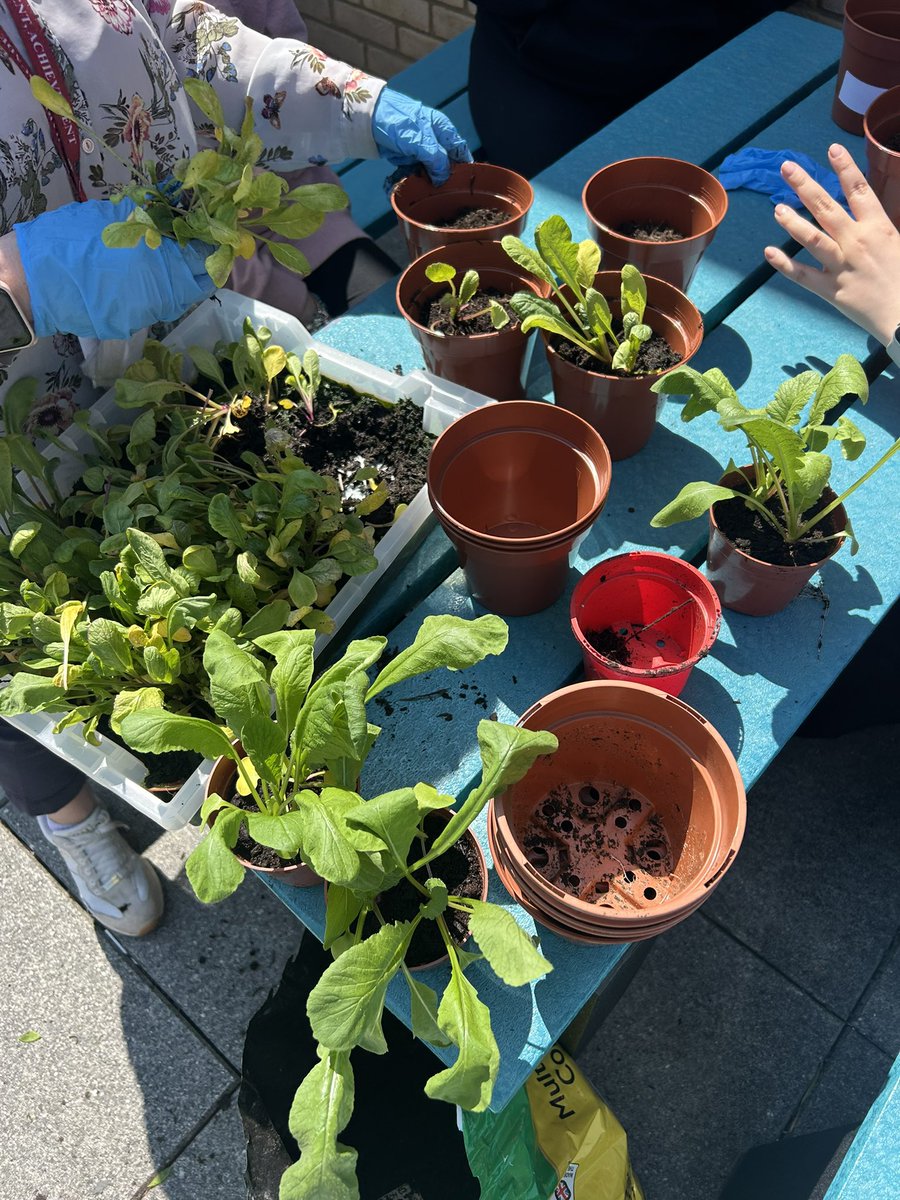 HarrisSfL tweet media