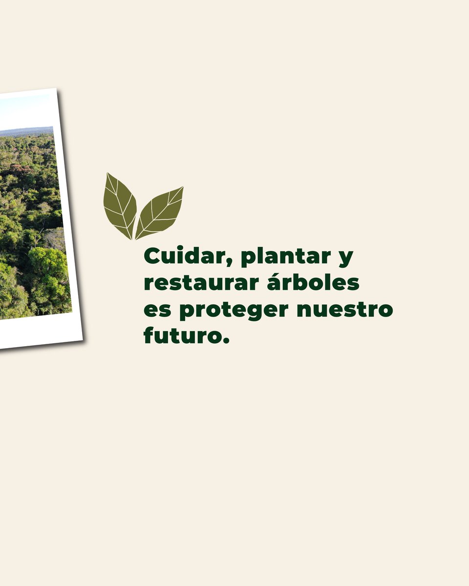 🌳 Día Nacional del Árbol

En Guyra Paraguay los protegemos, los restauramos y los integramos en sistemas productivos como la yerba mate orgánica agroforestal, regenerando vida en el Bosque Atlántico.

🌱 Conservar un árbol es conservar el futuro.